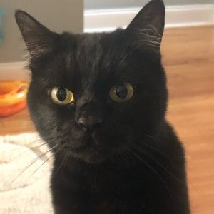 Meet your Posher, Mindy